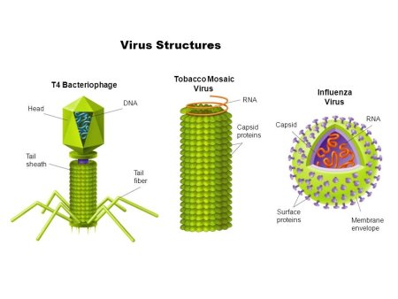 Простые и сложные вирусы картинки