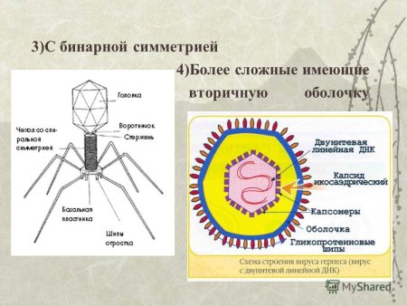 Строение вируса ЕГЭ биология