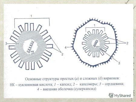 Строение вирусной частицы схема