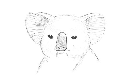 Нарисовать коалу