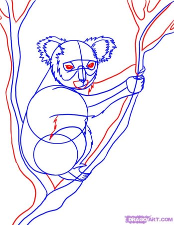 Коала рисунок карандашом