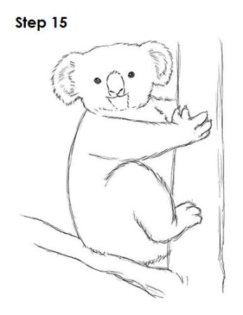 Коала для срисовки