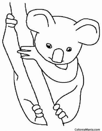 Поэтапное рисование коалы карандашом