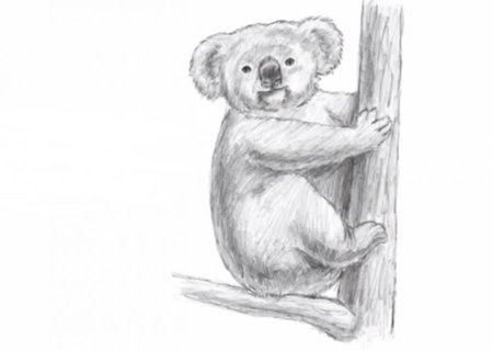 Коала рисунок карандашом для срисовки