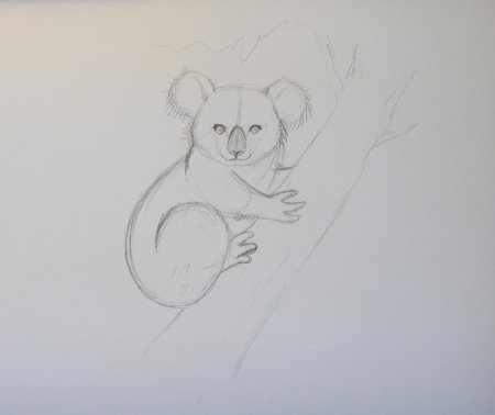 Коала рисунок карандашом