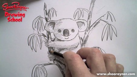 Рисование коала