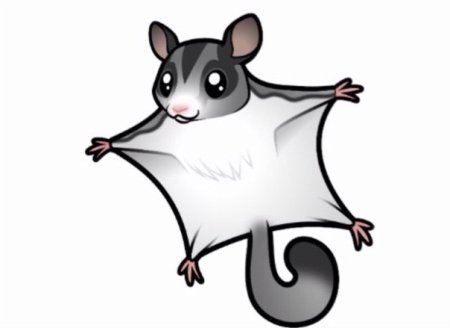 Белка летяга