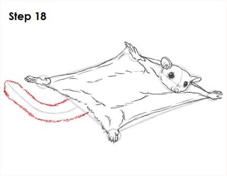 Обыкновенная летяга раскраска