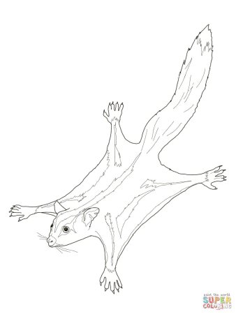 Раскраска сахарная сумчатая летяга