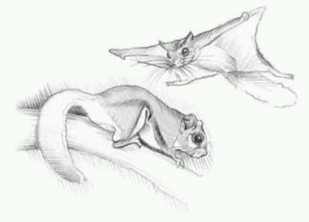 Летяга карандашом