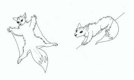 Раскраска белки летяги