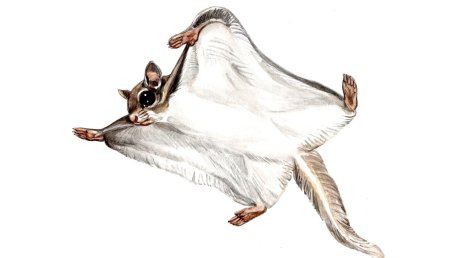 Обыкновенная летяга