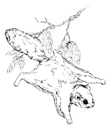 Белка летяга рисунок для детей