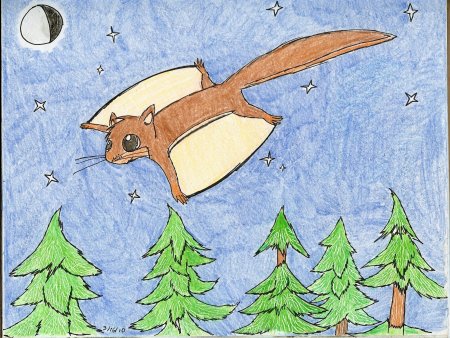 Как нарисовать белку летягу карандашом