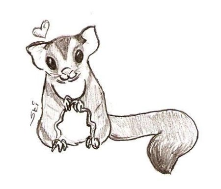 Сахарный поссум раскраска