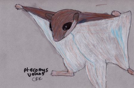 Нарисовать белку летягу