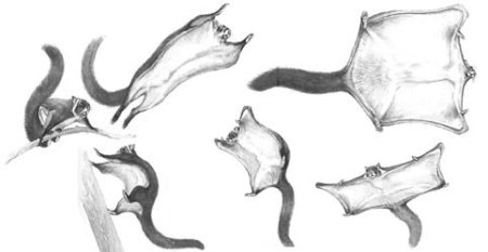 Сумчатая летяга рисунок