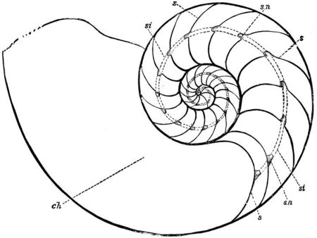 Спираль Фибоначчи улитка