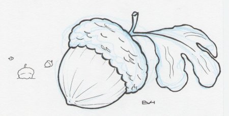 Желудь рисунок карандашом