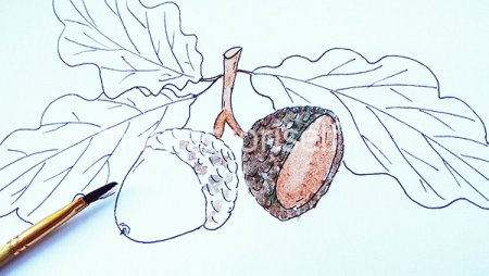 Желудь рисунок для детей карандашом