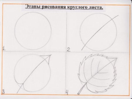 Поэтапное рисование листа осины