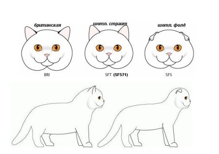 Схема рисования котенка для детей