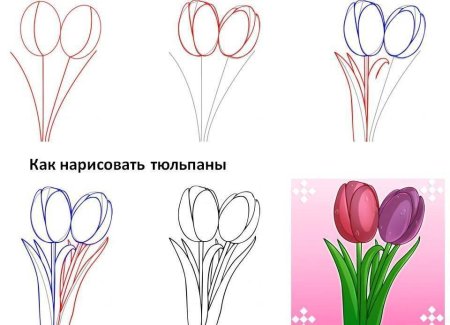 Поэтапное рисование мака