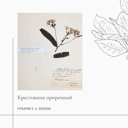Клевер Луговой гербарий