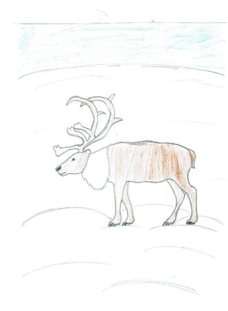 Поэтапное рисование тундры