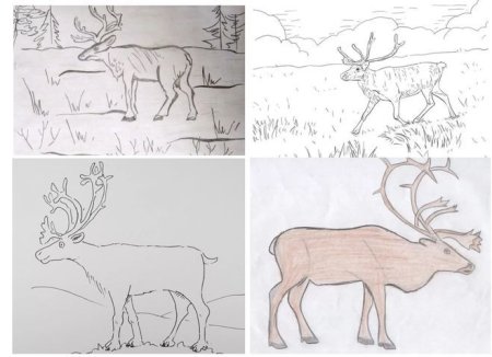 Тундра рисунок для 4 класса