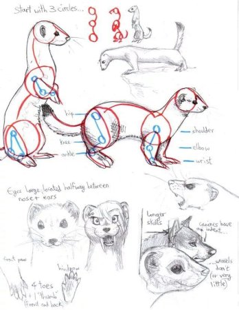 Хорек референс