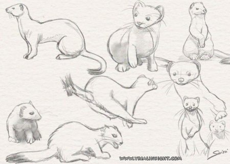 Соболь референс