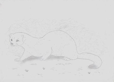 Хорек Рикки Тикки Тави