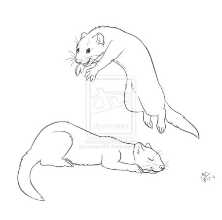 Европейская норка раскраска для детей