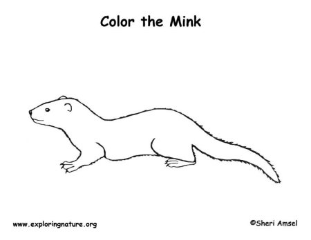 Анатомия хорька для рисования