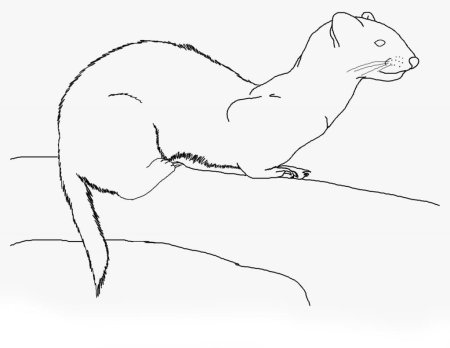 Выдра скетч