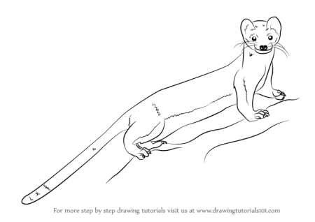 Хорек карандашом