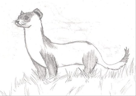 Горностай мультяшный