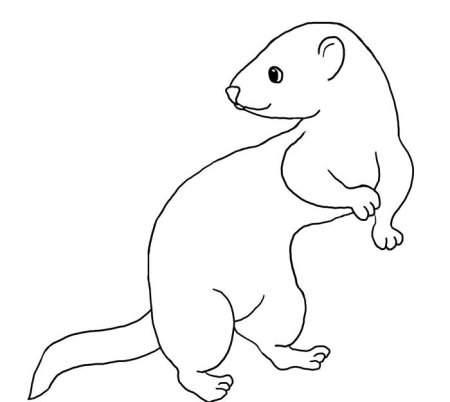 Схематический рисунок горностая