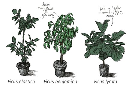 Фикус Генри группа