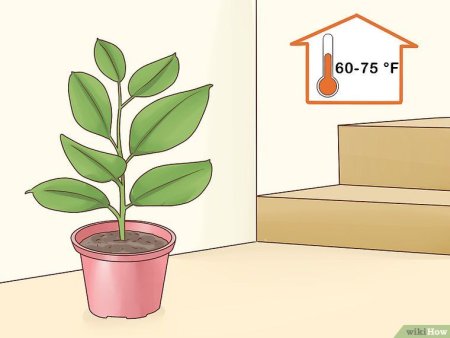 Аппликация фикус в старшей группе