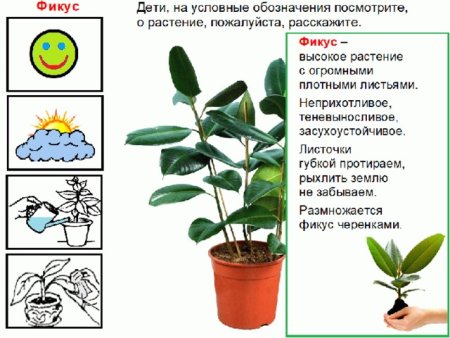 Строение фикуса для детей