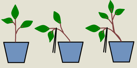 Фикус карандашом