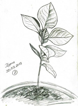 Фикус рисунок