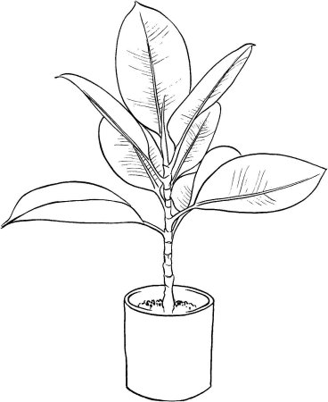 Фикус рисунок карандашом