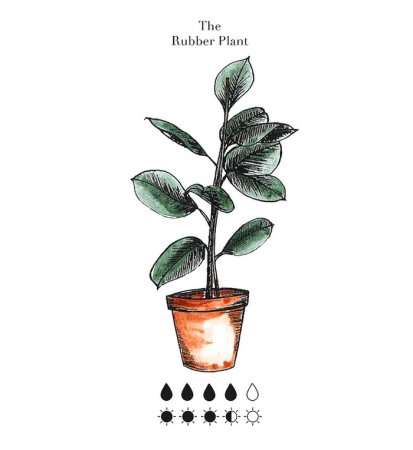 Листья яблони карандашом