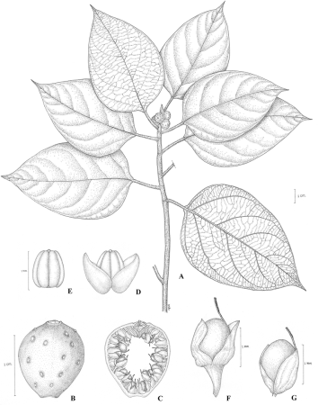 Рисование цветочного горшка с растением поэтапно