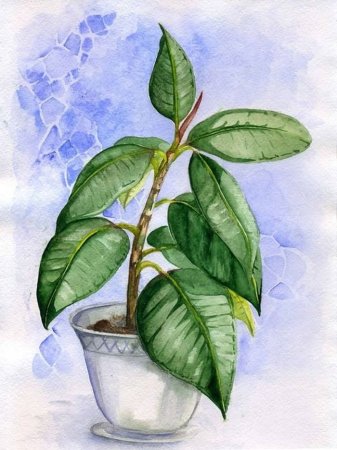 Фикус рисунок