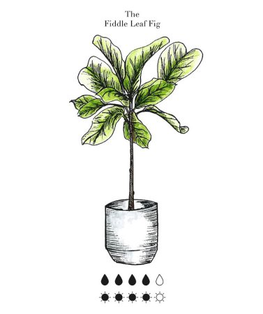 Фикус раскраска для детей