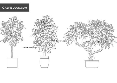Фикус Плант корни